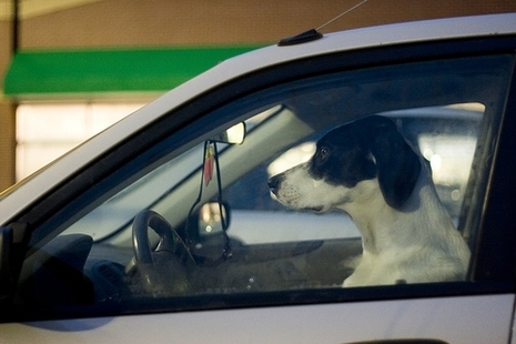Hond in auto