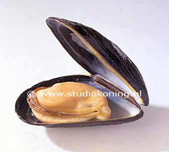 Mossel_1.jpg